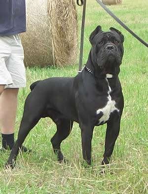 dog, pet