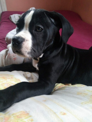 dog, pet