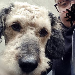 dog, pet