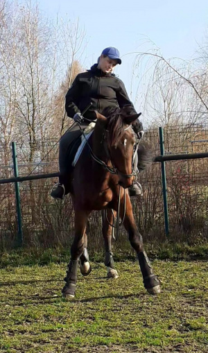 hair, horse, bridle, rein