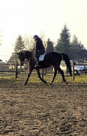 hair, horse, bridle, rein