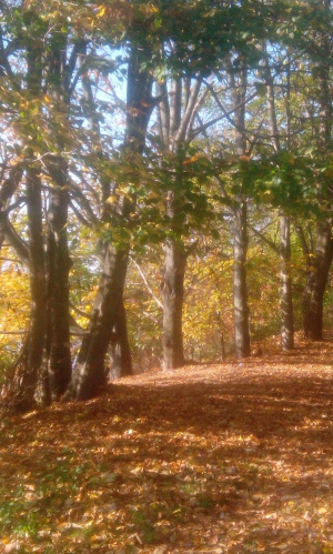 forest, branch, plant, trunk