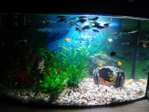 food, underwater, aquarium, reef