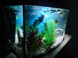 aquarium