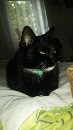 cat, pet
