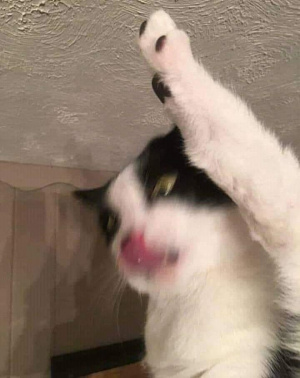 dog, cat, pet
