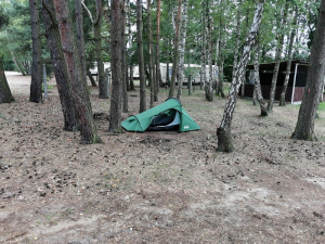 forest, soil