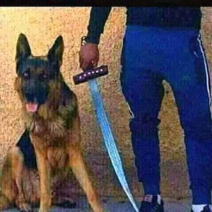 jeans, dog, cat