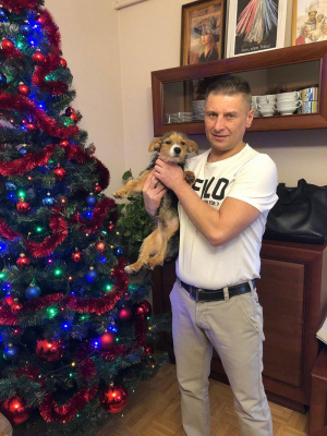 fun, dog, christmas, event