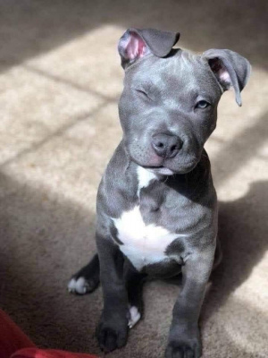dog, pet
