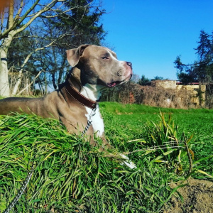 dog, pet