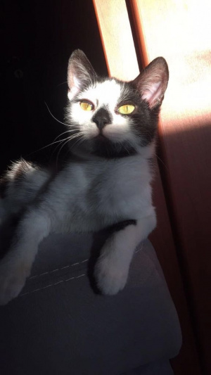 cat, pet