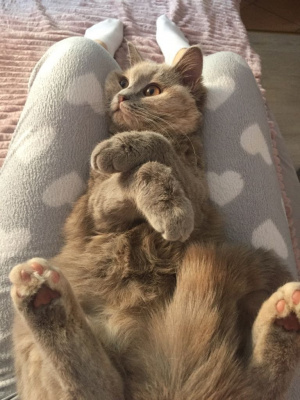textile, cat