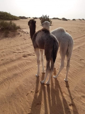 desert