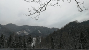 sky, forest, branch, mountain, plant, fog