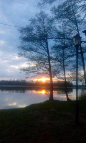 sky, branch, sunset