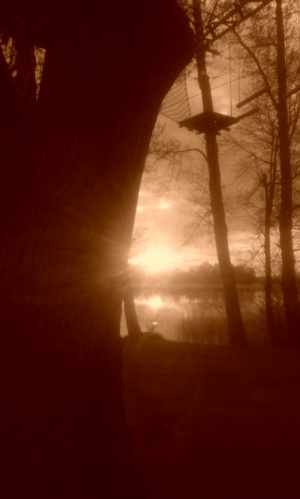sky, branch, sunset