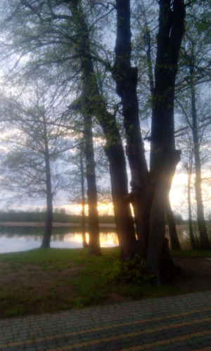 sky, forest, branch, plant, trunk