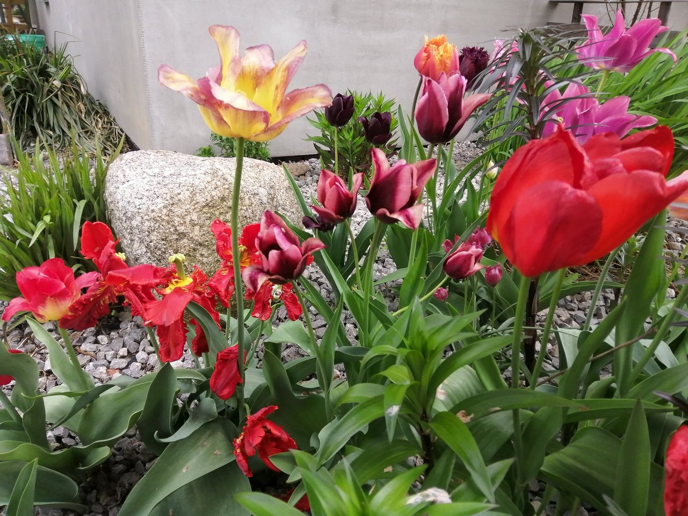petal, plant, flower