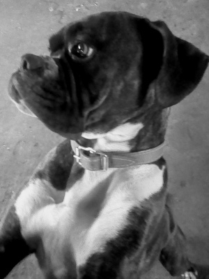 dog, pet