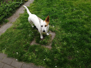 dog, pet