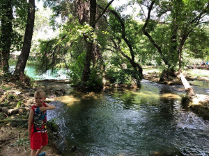 leisure, vacation, forest, plant, river, jungle