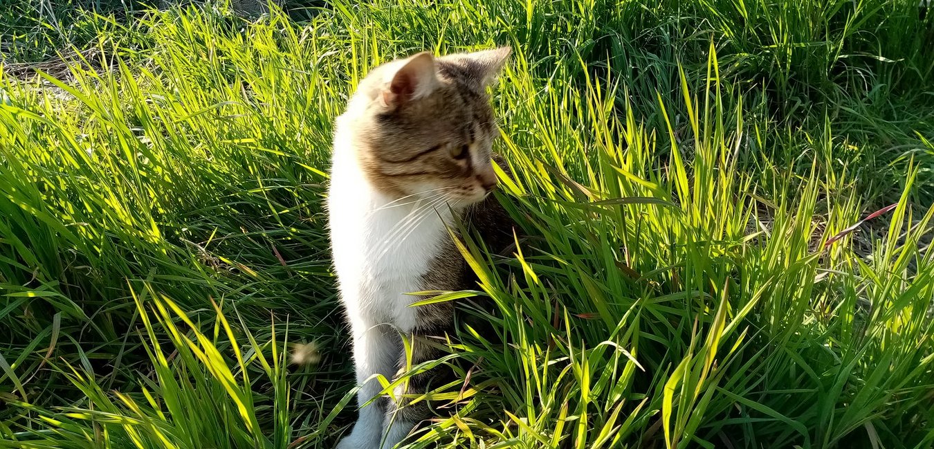 cat, pet