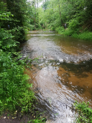 forest, river
