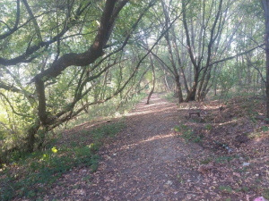 forest, branch, plant, jungle