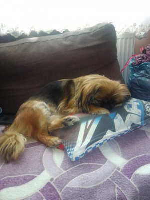 dog, pet