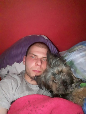 beard, dog, pet