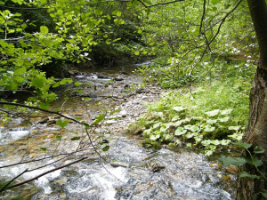 forest, branch, plant, jungle