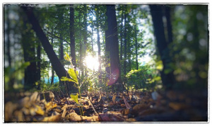 forest, branch