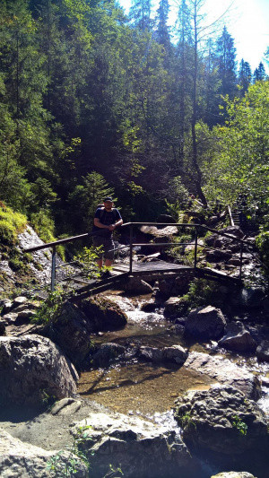 forest, rock, jungle