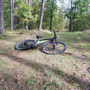 forest, vehicle, sports, bicycle, wheel, cycling, tire