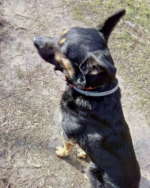dog, pet