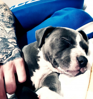 hand, dog, pet