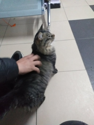 dog, cat, pet