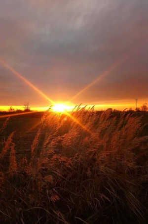 field, sky, sunset