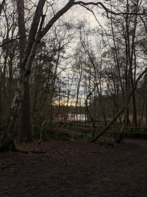 sky, forest, branch, plant, trunk