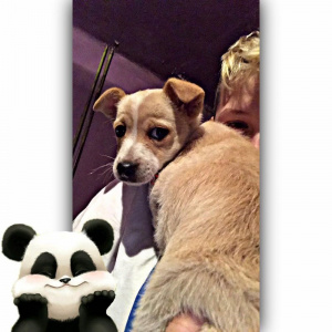 dog
