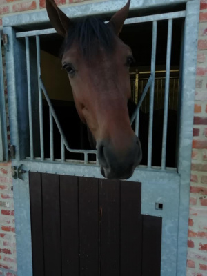 hat, horse