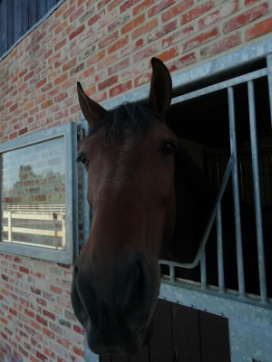 hair, wall, horse
