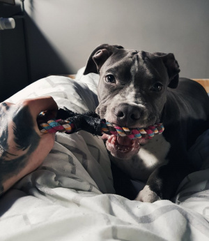dog, pet