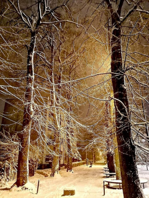 forest, branch, plant, twig, trunk