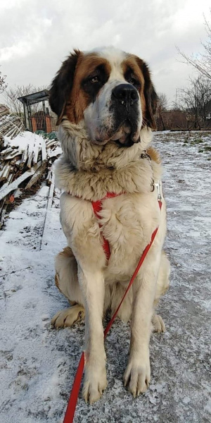 dog, pet