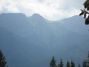 sky, forest, mountain, plant