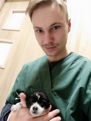 dog, cat, pet
