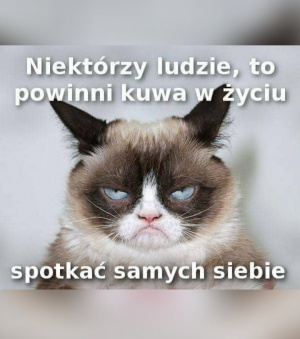 cat, pet