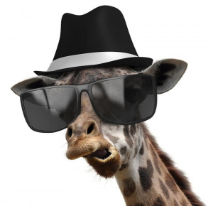 glasses, sunglasses, goggles, hat